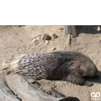 گونه تشی Indian Crested Porcupine